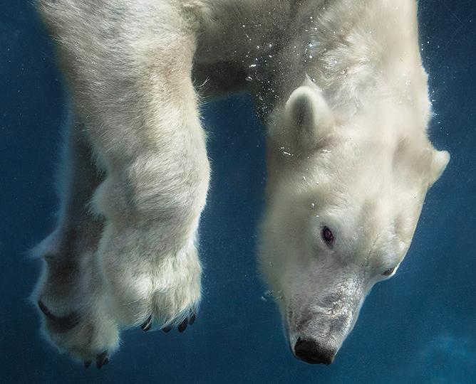 おうち時間-バーチャル動物園