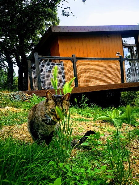 猫と一緒にテレワーク