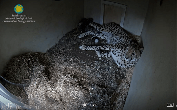 おうちで動物園 チータの赤ちゃん