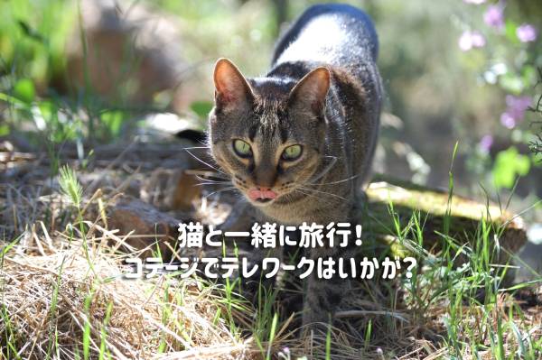 猫と旅行しよう